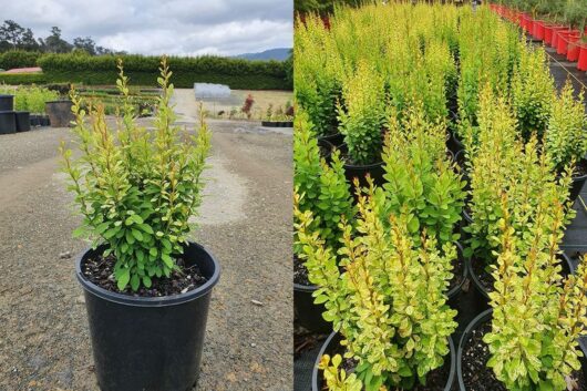 A cluster of Berberis 'Pow Wow' Japanese Barberry plants in 8" pots, their yellow-green leaves vibrant in the sun, are elegantly arranged outdoors on a gravel surface.