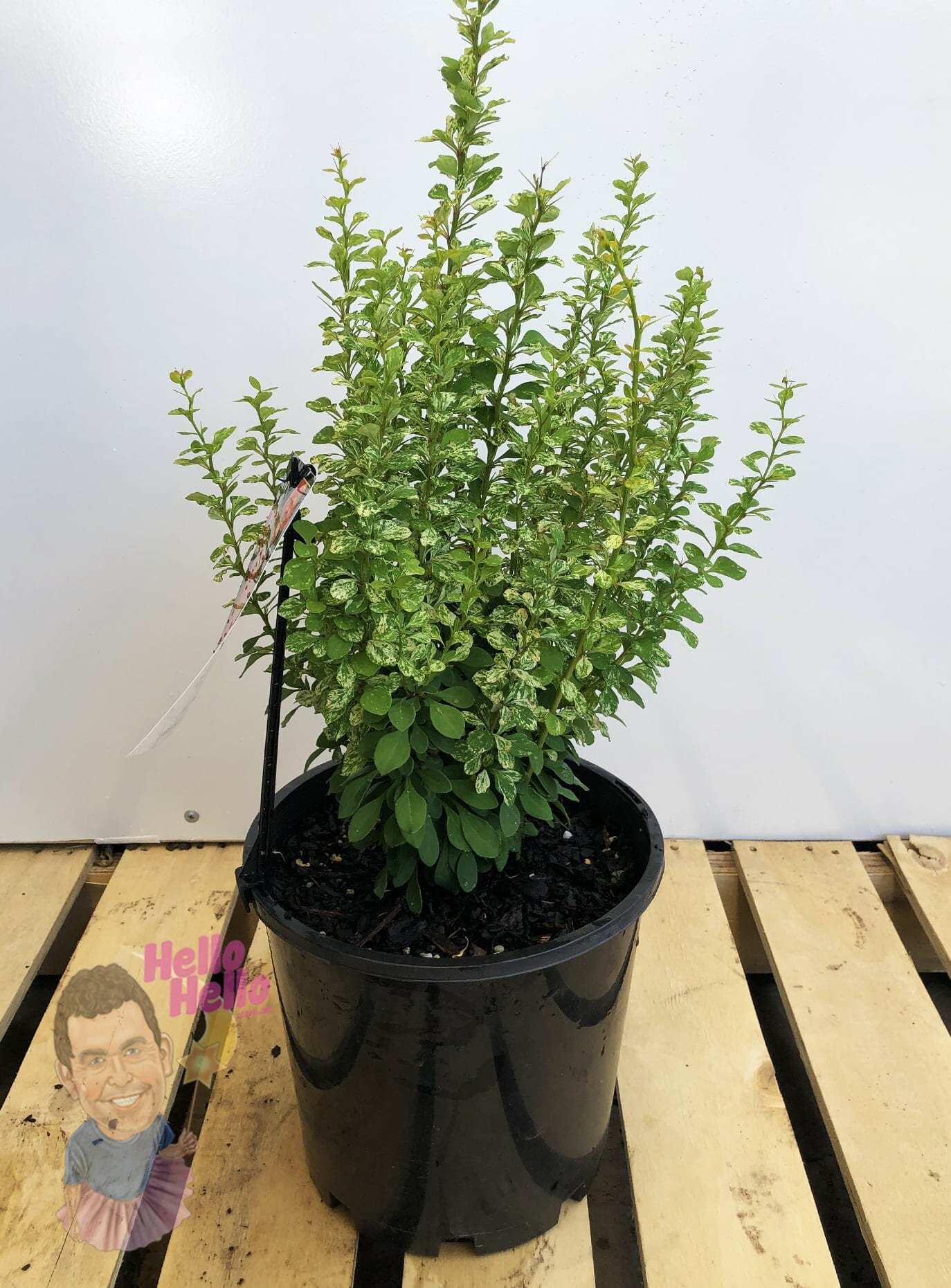 berberis barberry thunbergii thetutuguru