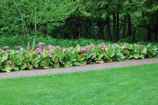A row of Bergenia 'Heartleaf Bergenia' from 6" pots displays pink flowers with large green leaves, lining a path beside a grassy lawn and dense trees in the background.