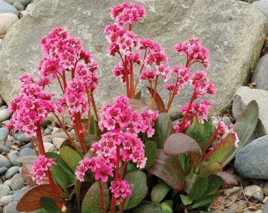 The Bergenia 'Pink Dragonfly' in a 6'' pot features delicate, dragonfly-reminiscent pink flowers and large green leaves that thrive against a rocky backdrop, creating stunning natural displays and adding vibrant life to outdoor environments.