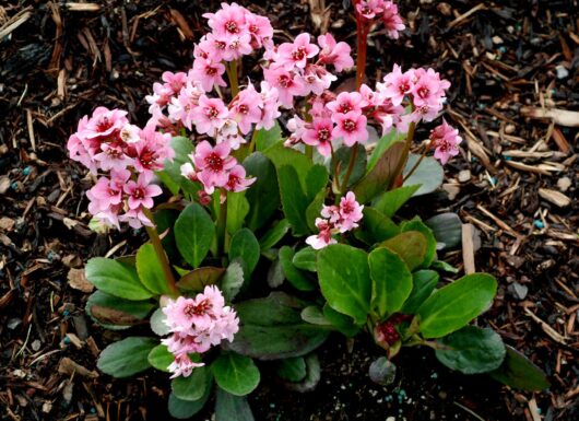 Bergenia 'Pink Dragonfly' blooms with vibrant pink flowers and lush green leaves, creating a stunning garden display that flourishes in a 6'' pot.