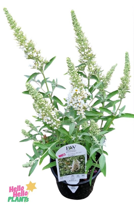 The Buddleja 'Buzz™ Ivory' arrives in a sleek black 6" pot, showcasing white flowers and lush green leaves. Perfectly compact, "Miss Pearl" adds elegance and versatility to any garden or patio.