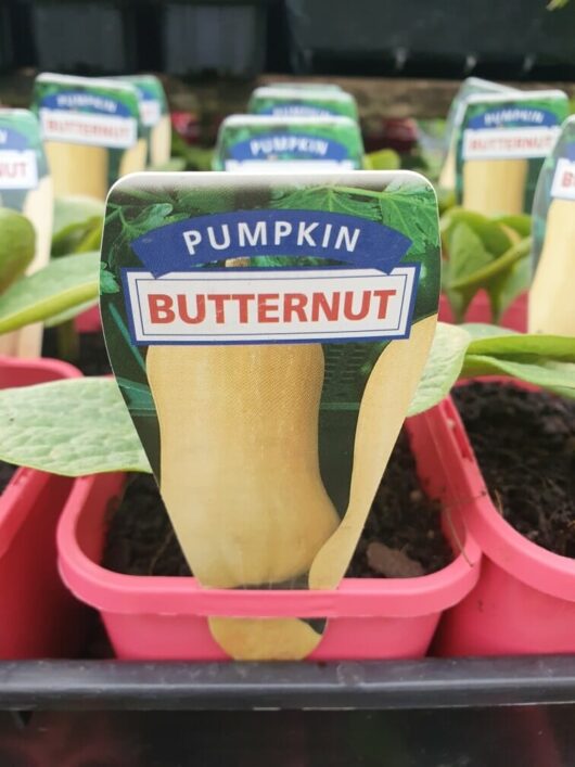 Image of young butternut squash plants in vibrant 4" pots with a label reading "Pumpkin 'Butternut' 4" Pot.