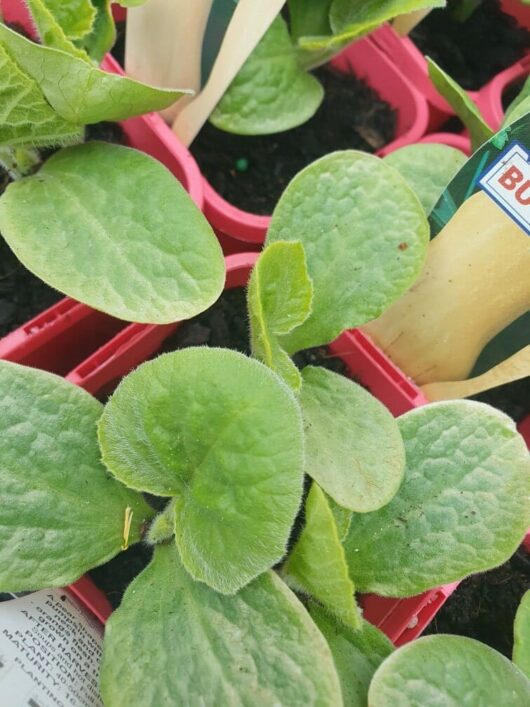 Close-up of vibrant green seedlings with large leaves nestled in Pumpkin 'Butternut' 4" Pots, poised to grow big like butternut pumpkins.