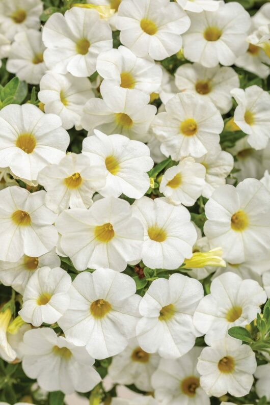 A vibrant Calibrachoa 'White' 6" Pot showcases a cluster of white flowers with yellow centers, elegantly surrounded by lush green leaves.