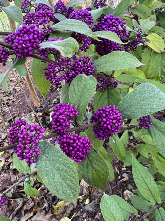 Hello Hello plants nursery melbourne victoria australia Callicarpa bodinieri Beauty Berry Bush Flower Cottage