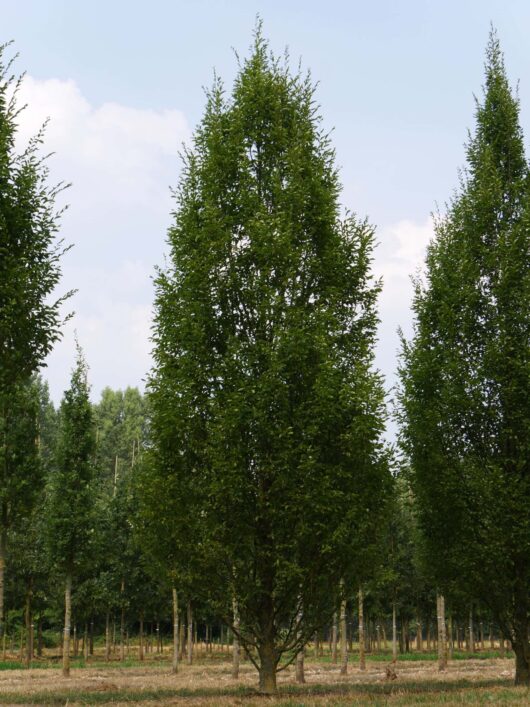 Carpinus 'Upright European Hornbeam' 12" Pot