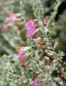 Close-up of a Teucrium 'Cat Thyme' plant showcasing small, fuzzy green leaves and pink flowers. Among the foliage, some flowers are partially open while others are in full bloom.