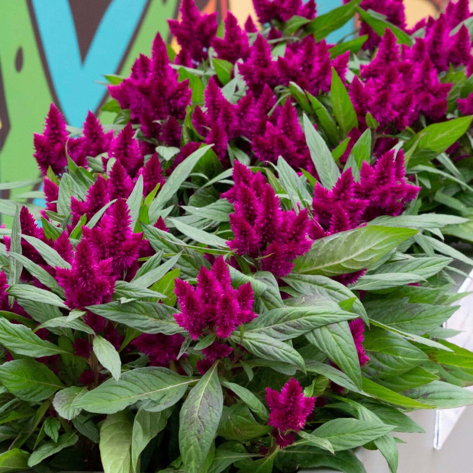 celosia-intenz-dark-purple-5-pot-hello-hello-plants-garden-supplies