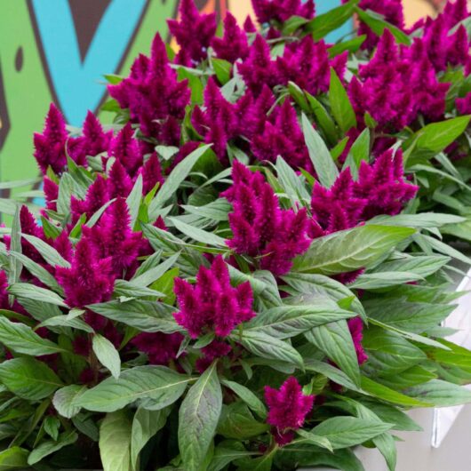 A vibrant pot of Celosia 'Intenz™ Dark Purple' flowers in a 5" pot, surrounded by lush green leaves.