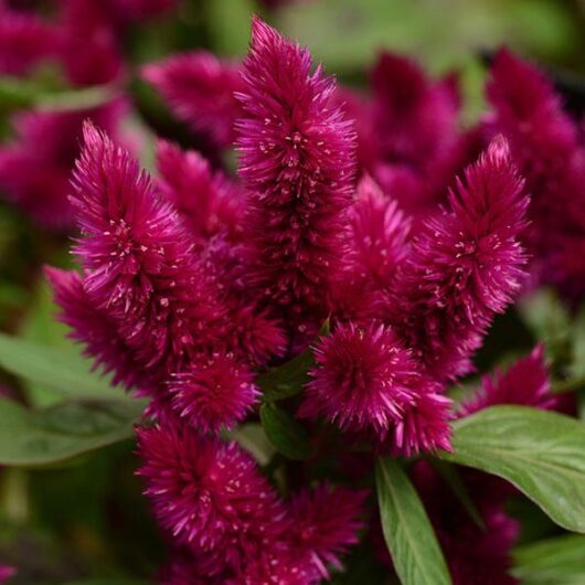 Celosia 'Intenz™ Dark Purple' 5