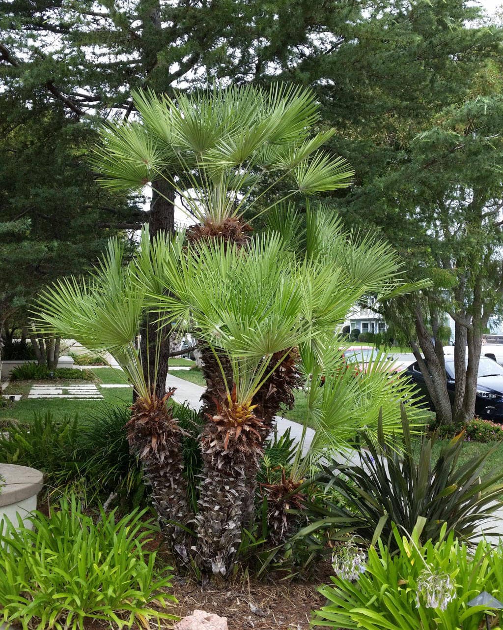 Chamaerops European Fan Palm Hello Hello Plants chamaerops-european-fan-palm-hello-hello-plants