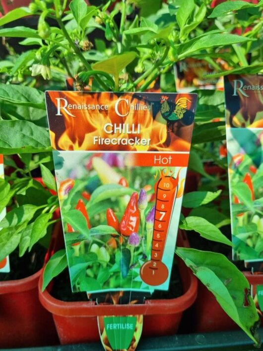 Capsicum 'Firecracker' Chilli Pepper 4" Pot