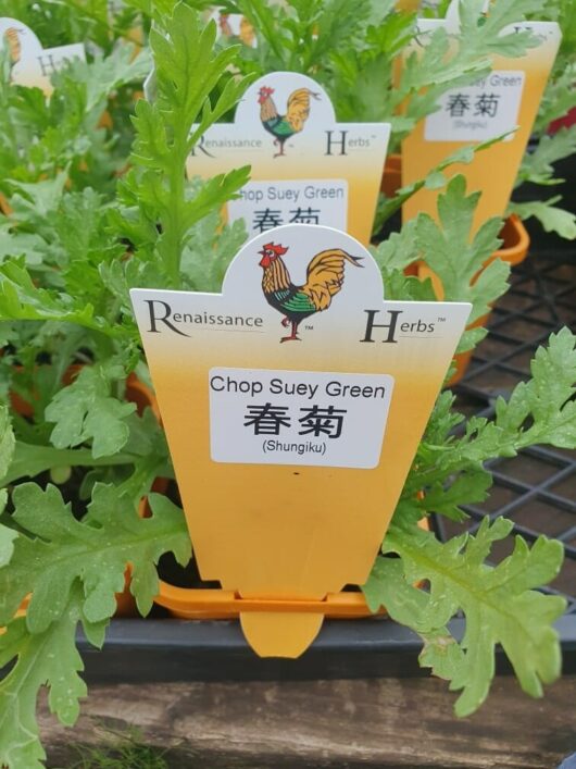 Pots of Chop Suey Greens 'Shungiku' in a 4" pot, adorned with lush green leaves, are clearly labeled with the Renaissance Herbs brand and elegantly arranged in a tray.