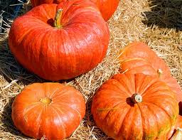 Multiple large 'Cinderella Red' pumpkins in 4" pots are displayed on a bed of straw.