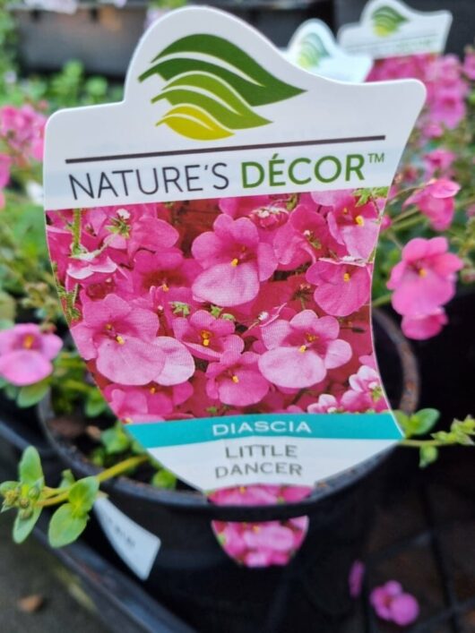 Diascia 'Little Dancer' 6" Pot