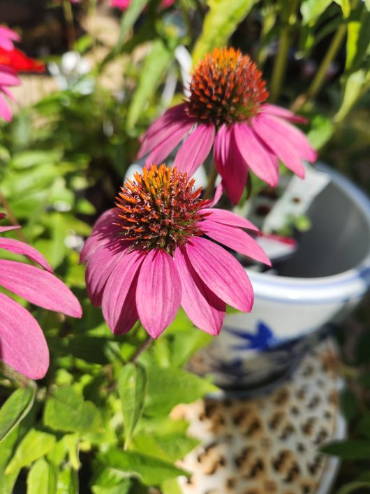 A group of Echinacea 'Pow Wow Wild Berry' Coneflower flowers in a pot.