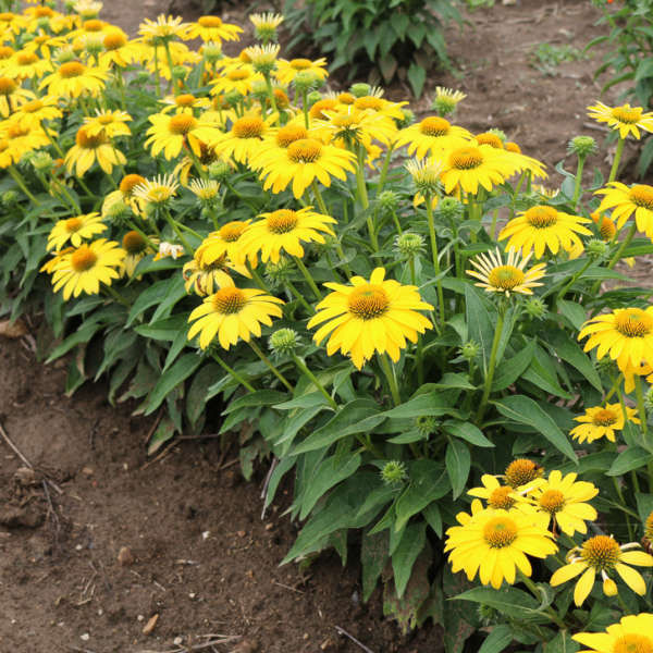 Echinacea Coneflower