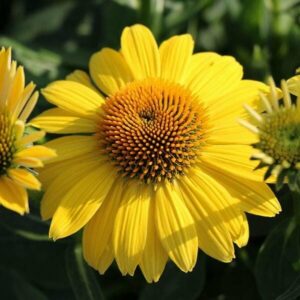 A close-up of the vibrant Echinacea 'Sombrero® Granada Gold' coneflower, featuring a dark, textured center and accompanied by a few green leaves.