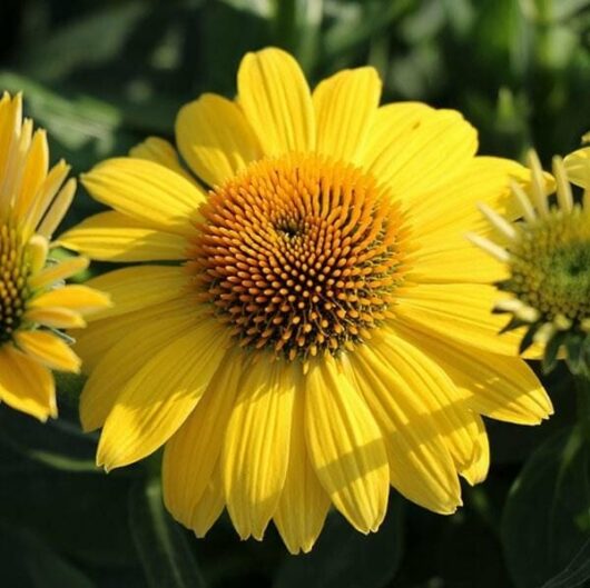 A close-up of the vibrant Echinacea 'Sombrero® Granada Gold' coneflower, featuring a dark, textured center and accompanied by a few green leaves.