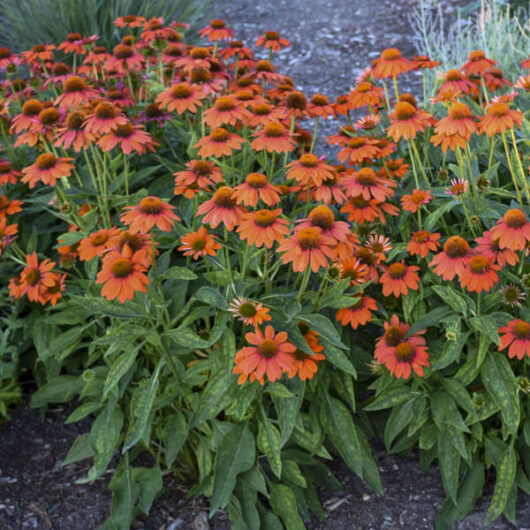 The Echinacea 'Sombrero® Sangrita' Coneflowers in vibrant orange, housed in a 6" pot, flourish with lush green leaves and bloom abundantly in a garden bed.