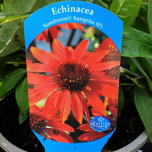 Plant tag featuring a vivid red Echinacea 'Sombrero® Sangrita' Coneflower in a 6" pot, adorned with the "Lasting Beauty" logo elegantly displayed at the bottom.