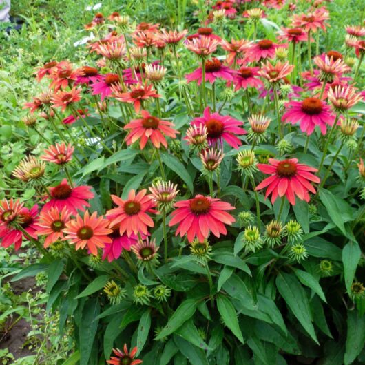 A vibrant cluster of Echinacea 'Sombrero® Tres Amigo' Coneflower, featuring pink and red blooms with lush green leaves, grows densely in a garden.