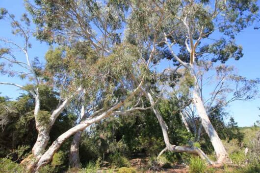 A cluster of Eucalyptus 'Candlebark' trees in 10'' pots, their luminous bark contrasting against a clear blue sky, with thin branches gracefully swaying in the breeze.