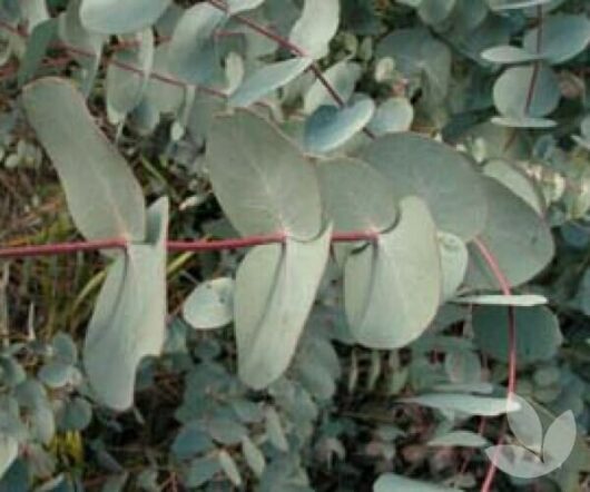A 10'' pot from the Eucalyptus 'Candlebark' collection features a tree branch adorned with round, flat, blue-green leaves.