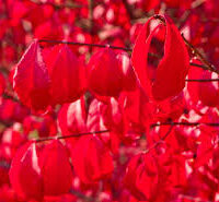 Close-up of vibrant red leaves on a Euonymus 'Burning Bush' branch against a blurred background.