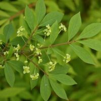 A branch of Euonymus 'Burning Bush' featuring green leaves and small clusters of pale green flowers stands against a blurred green background.