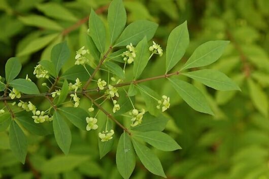A branch of Euonymus 'Burning Bush' featuring green leaves and small clusters of pale green flowers stands against a blurred green background.