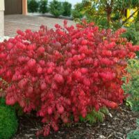 The Euonymus 'Burning Bush' showcases its vibrant red leaves in a landscaped garden, encircled by lush greenery and mulch.