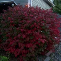 A large Euonymus 'Burning Bush' with dense red foliage grows next to a house, set against the backdrop of a wooden fence adorned with Halloween decorations.