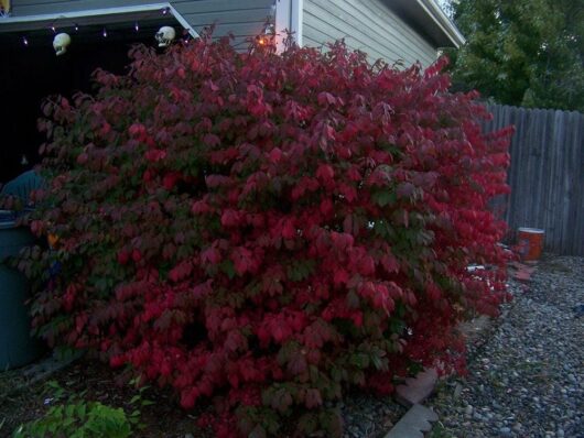 A large Euonymus 'Burning Bush' with dense red foliage grows next to a house, set against the backdrop of a wooden fence adorned with Halloween decorations.
