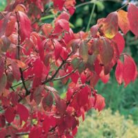 A Euonymus 'Burning Bush' showcases its vibrant red leaves and small dark berries against a blurred green background.