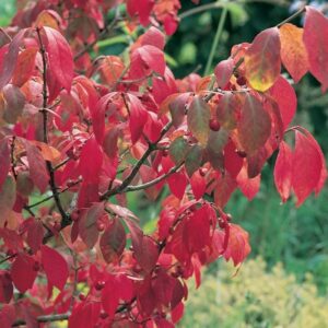 A Euonymus 'Burning Bush' showcases its vibrant red leaves and small dark berries against a blurred green background.