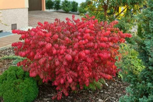 The Euonymus 'Burning Bush' showcases its vibrant red leaves in a landscaped garden, encircled by lush greenery and mulch.
