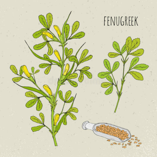 Illustration of a Fenugreek 4" Pot, with lush leaves and delicate yellow flowers, alongside a small bottle spilling seeds.