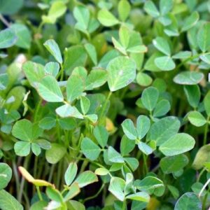 Close-up of lush green fenugreek plants, thriving in a 4" pot, displaying vibrant trifoliate clusters.