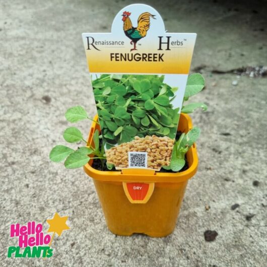 Fenugreek 4" Pot