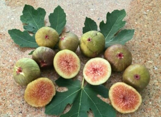 An assortment of whole and halved figs from Ficus 'Preston Prolific' Fig 8" Pot arranged on a surface, accompanied by vibrant green fig leaves from the Ficus underneath.