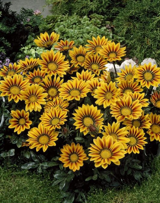 The Gazania 'Red Stripe' in its 6" pot flourishes magnificently in the garden with its vibrant yellow blooms featuring dark centers and subtle red stripes, all set against luxuriant green leaves.