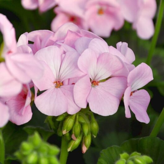 Close-up of Geranium 'Apache Appleblossom' flowers in light pink, with green leaves in the background, flourishing beautifully in a 3" pot.