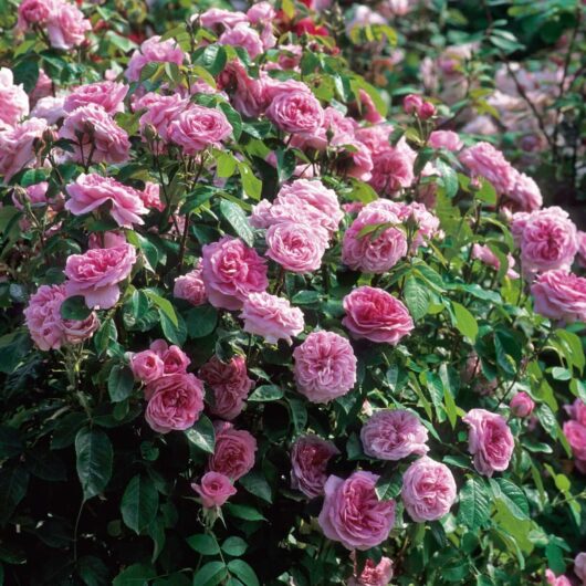 A lush bush of blooming pink Rose 'Gertrude Jekyll' flowers with verdant green leaves graces the garden setting.