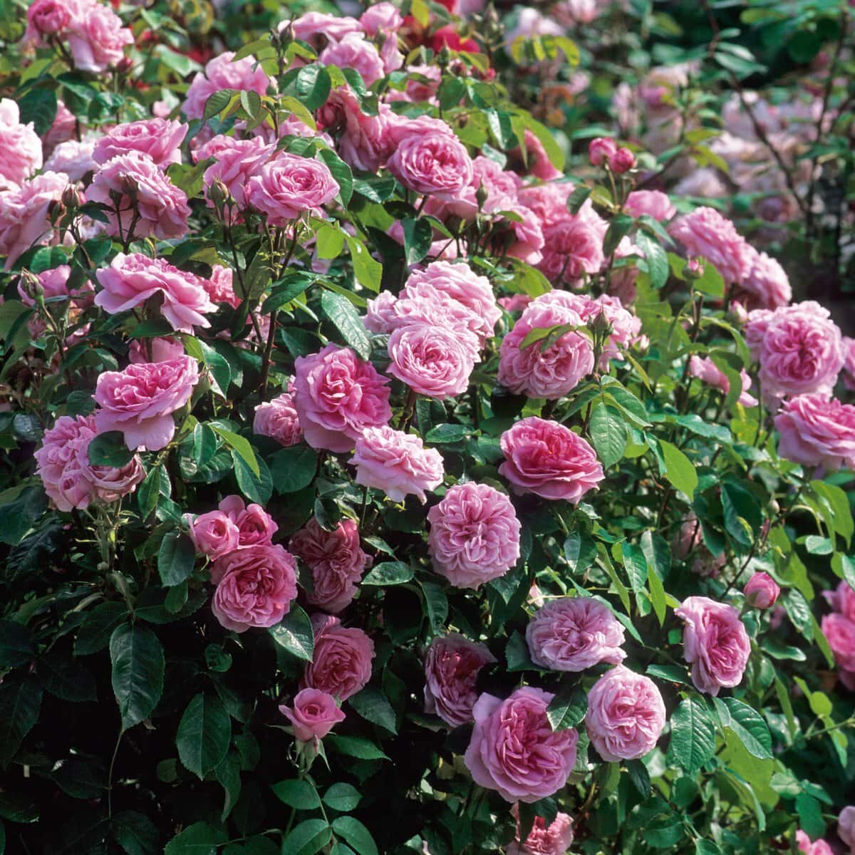 Rose 'Gertrude Jekyll' Bush Form <em>Premium</em> Hello Hello Plants