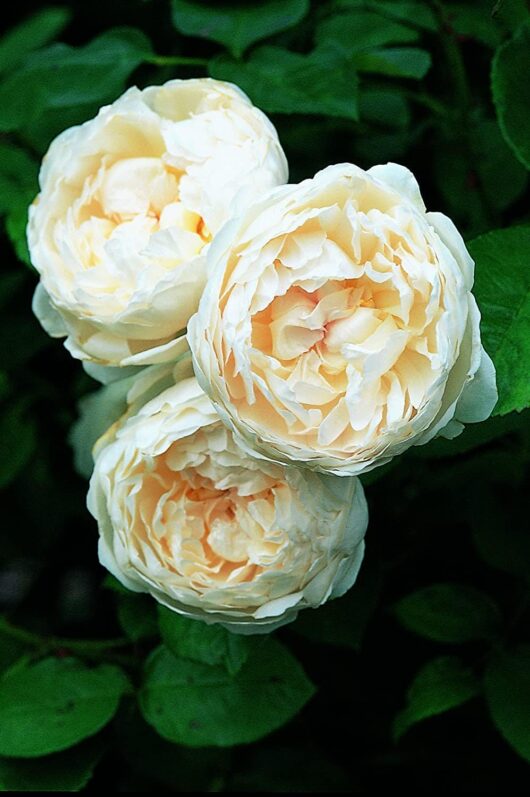 Three cream-colored roses in full bloom, reminiscent of the elegant Rose 'Glamis Castle' Bush Form variety, stand out against a backdrop of lush green leaves.