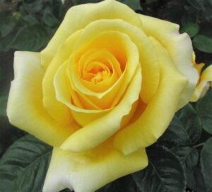 Close-up of the Rose 'Glorious' 3ft Standard in full bloom, surrounded by its standard dark green leaves.