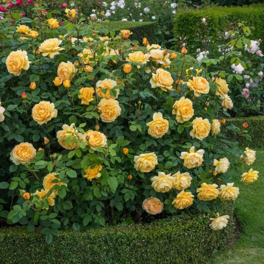 A garden with blooming Rose 'Golden Celebration' flowers surrounded by neatly trimmed green hedges.