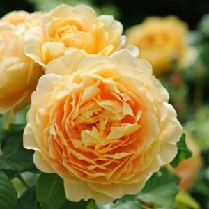 A close-up of a blooming Rose 'Golden Celebration' with layered petals, surrounded by vibrant green leaves.
